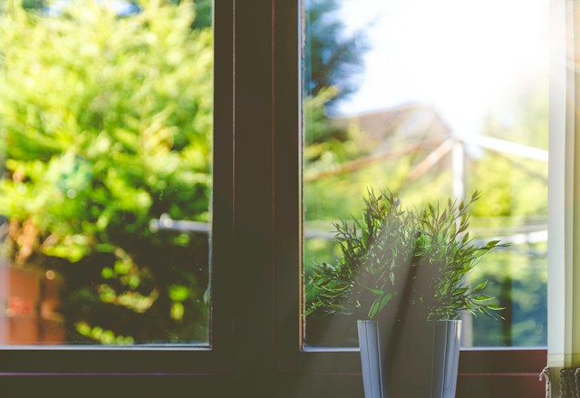 Picture of a potted plant in a bright window